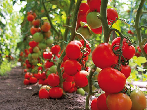 Индетерминантные (высокорослые) томаты