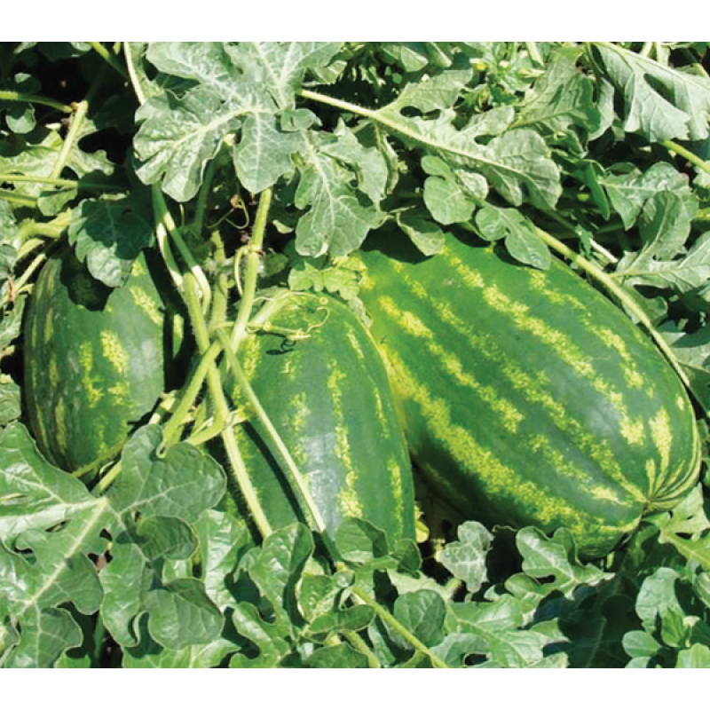 Фарао F1 1000 штук семена арбуза