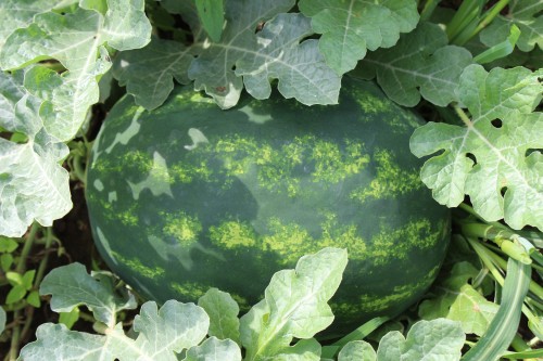 Атаман F1 семена арбуза