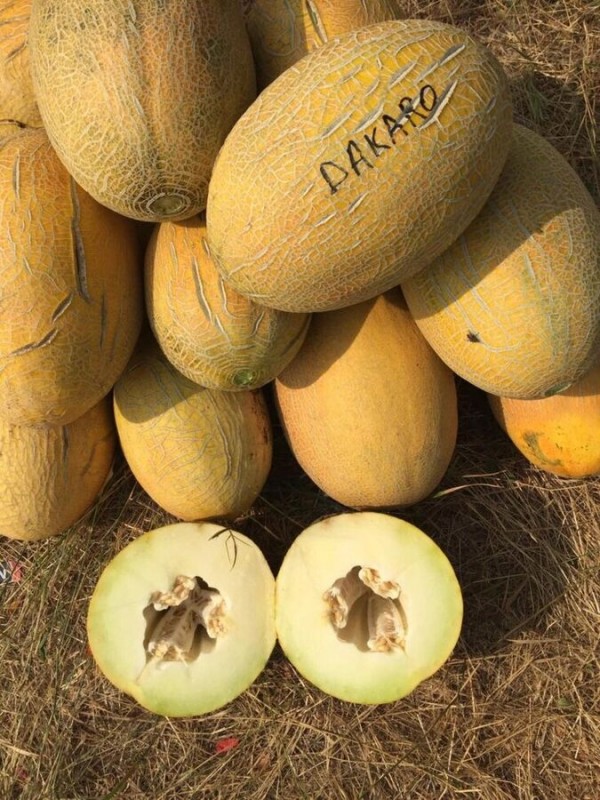 Дакаро F1 500 штук семена дыни