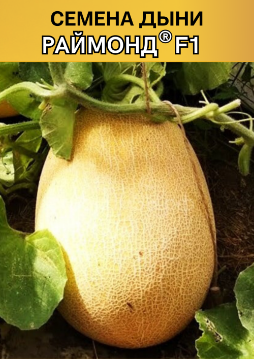 Раймонд F1 семена дыни АКЦИЯ
