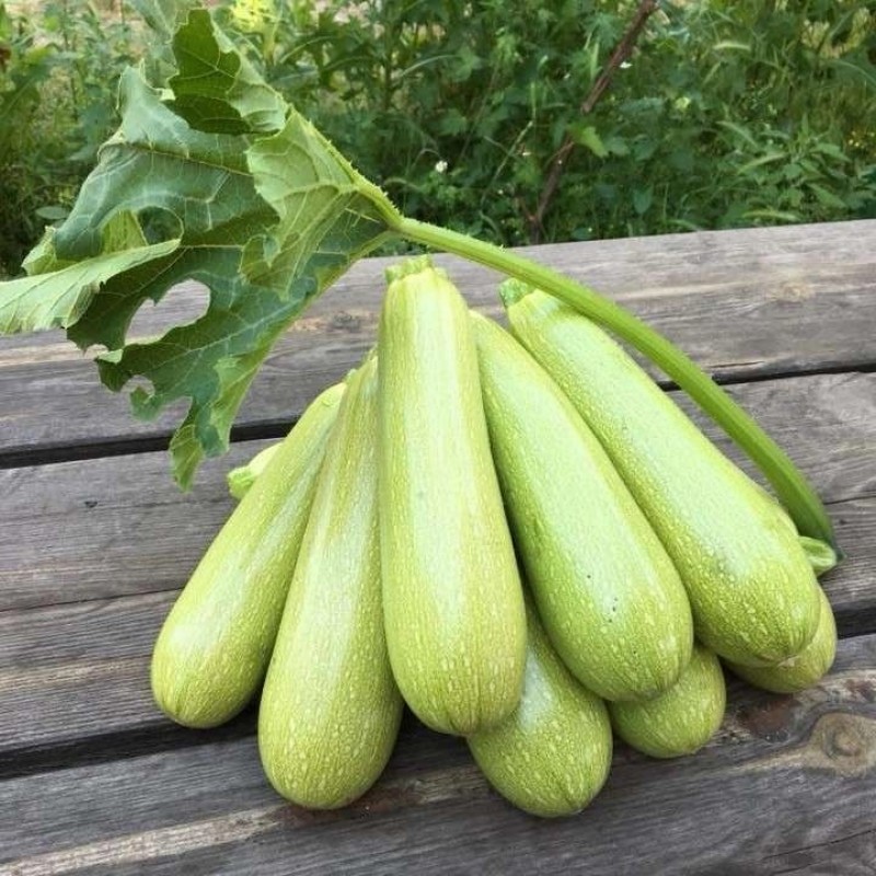 Марселла F1 семена кабачка