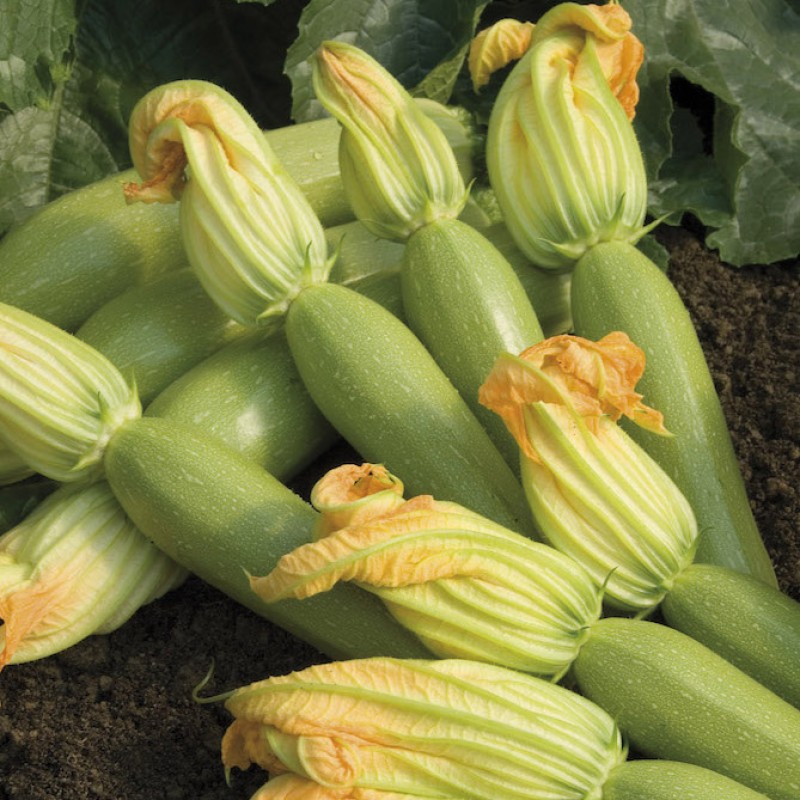 Невира F1 1000 штук семена кабачка АКЦИЯ