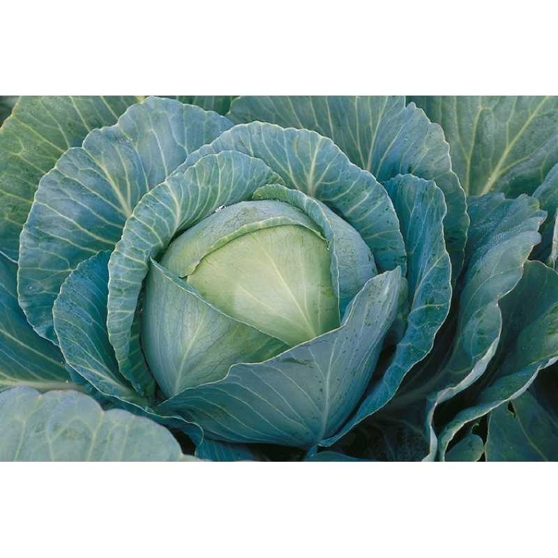 Браксан F1 2500 штук семена капусты белокочанной