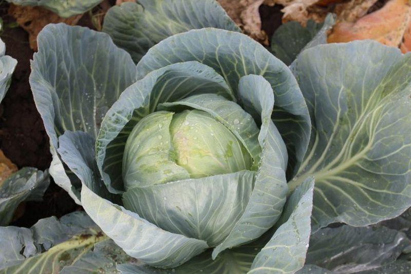 Бузони F1 2500 штук семена капусты белокочанной