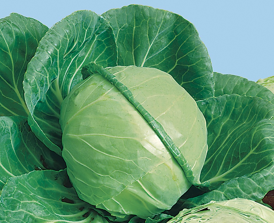 Ландини F1 2500 штук семена капусты белокочанной