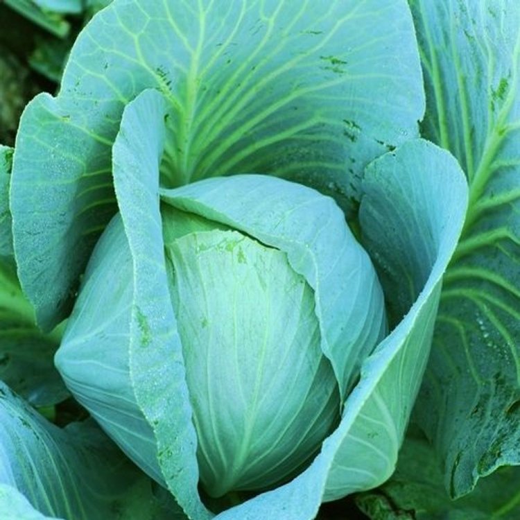 Новатор F1 2500 штук семена капусты белокочанной