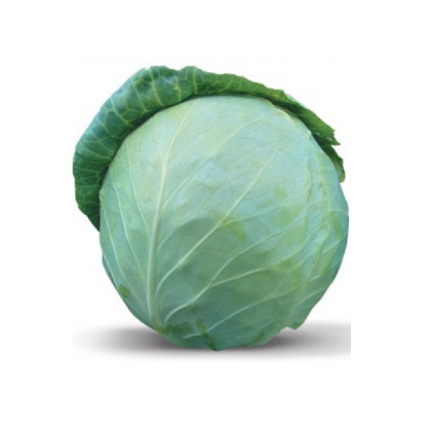 Сати F1 2500 штук семена капусты белокочанной