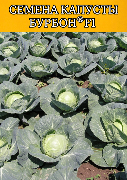 Бурбон  F1 2500 штук семена капусты белокочанной