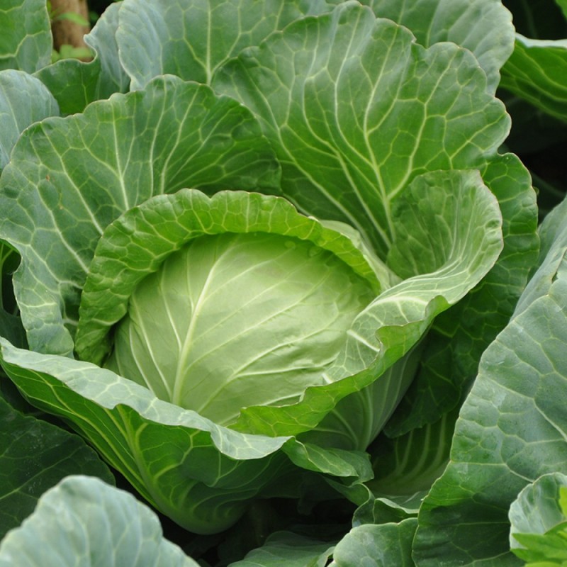 Магнус F1 2500 штук семена капусты белокочанной