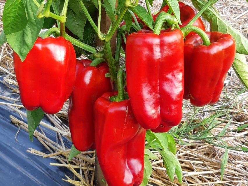 Богатырь 500 грами семена перца