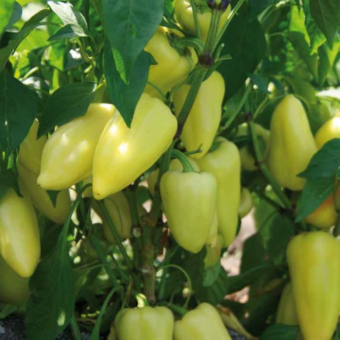 Лотта F1 семена сладкого перца