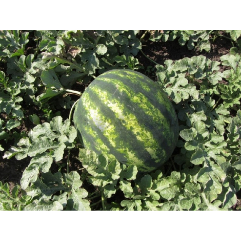 Соренто F1 1000 штук семена арбуза