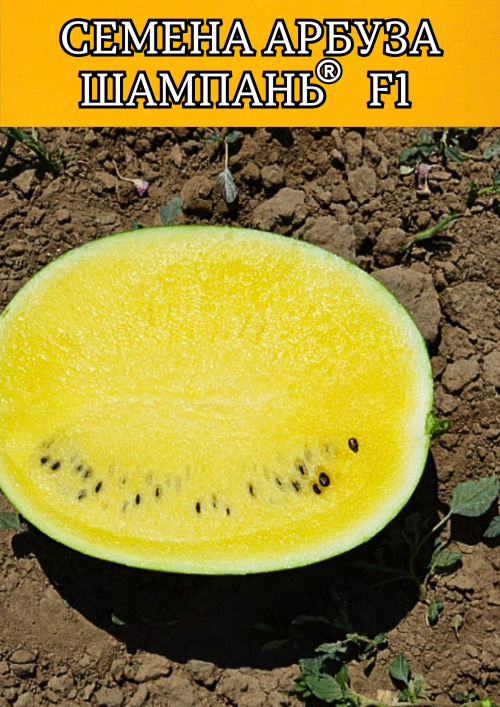 Шампань F1 семена арбуза