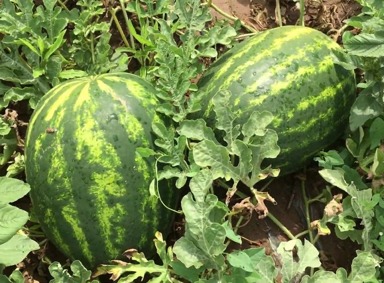 Руни F1 1000 штук семена арбуза