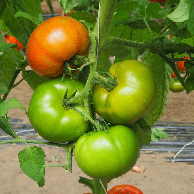 Антео F1 250 штук семена томата