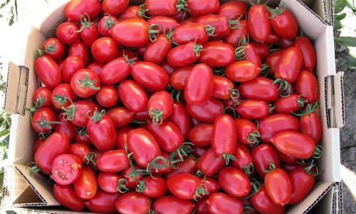 Брисколино F1 1000 штук семена томата-черри