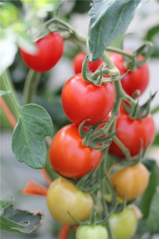 Маунтин Мейджик F1 1000 штук семена томата семена томата