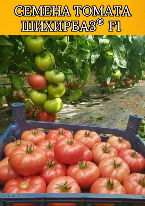 Шихирбаз F1 500 штук семена томата