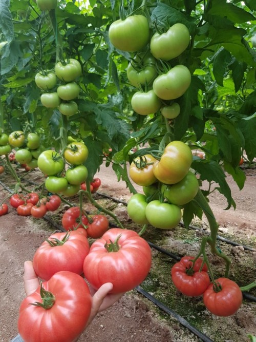 Шихирбаз F1 500 штук семена томата