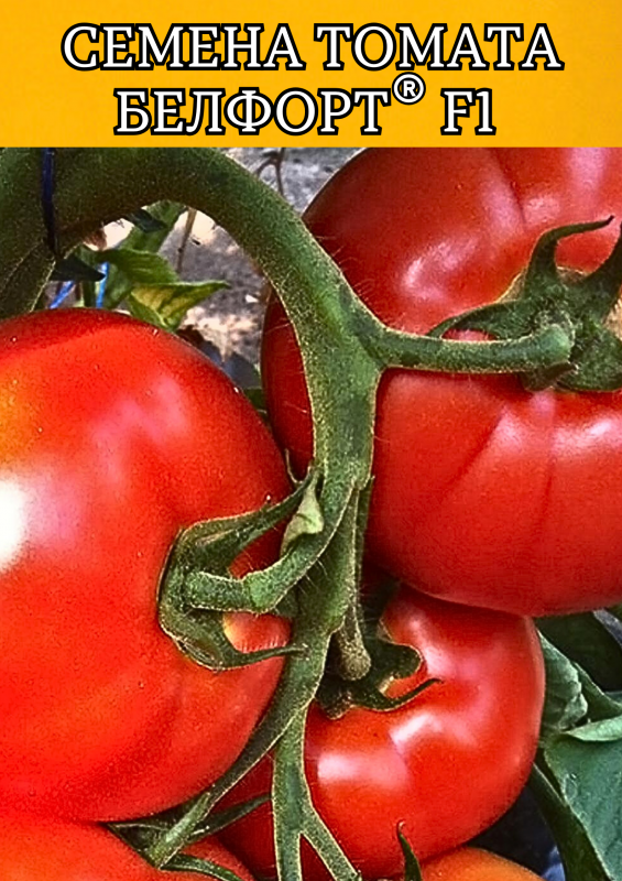 Белфорт F1 семена томата