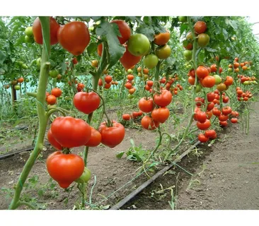Белфорт F1 семена томата