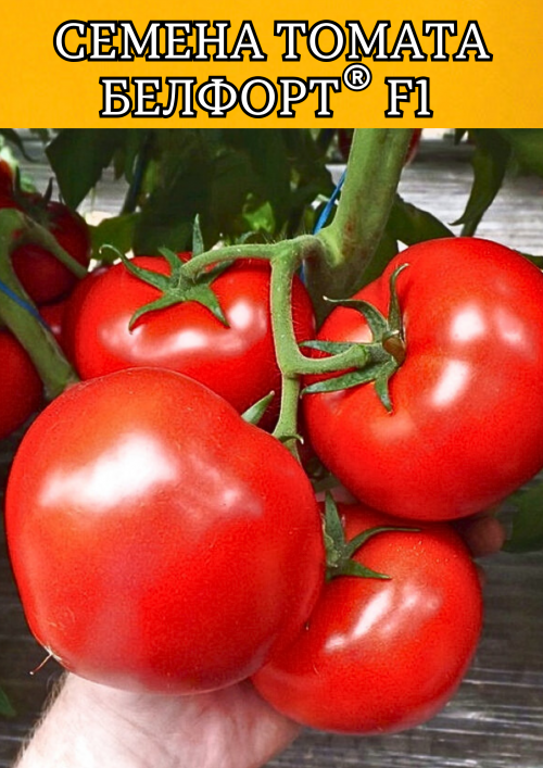 Белфорт F1 семена томата