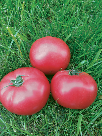 Пинкджейн F1 семена томата