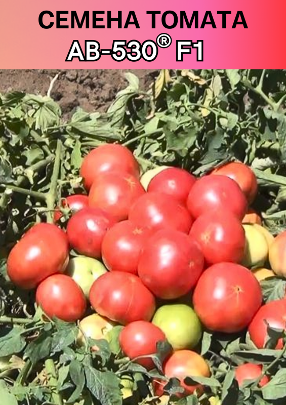 АВ-530 F1 семена томата