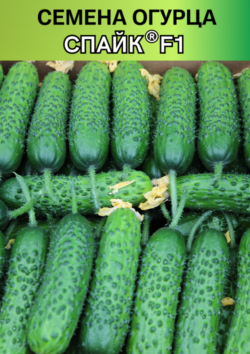 Спайк F1 семена огурца корнишона раннего