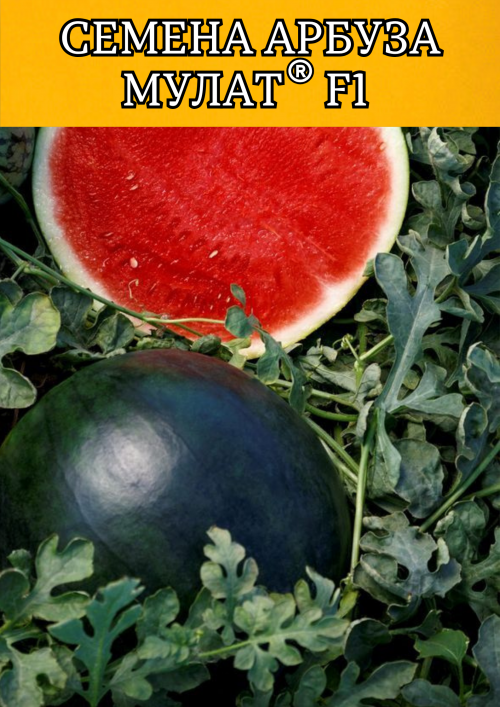 Мулат F1 семена арбуза