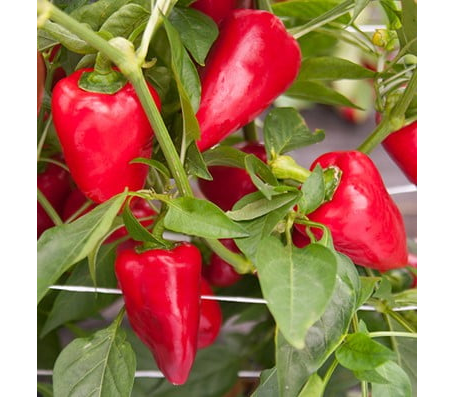 Алексий семена сладкого перца