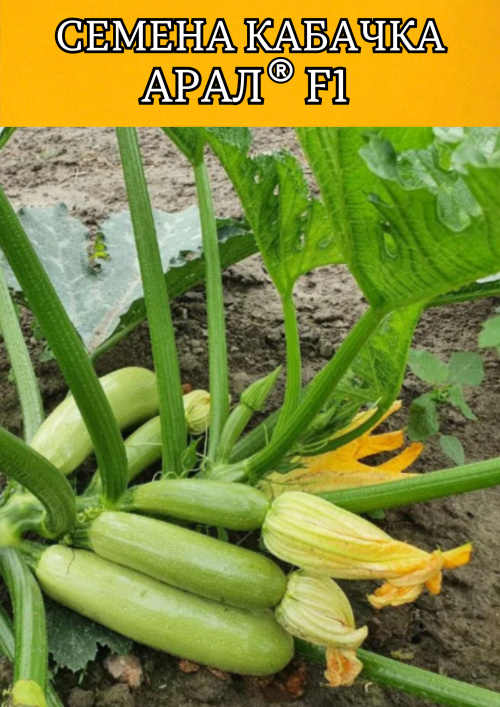 Арал F1 семена кабачка