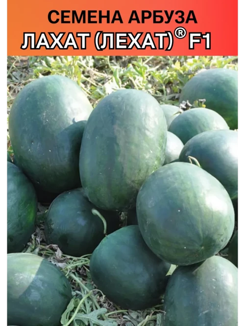 Лехат (Лахат) 1000 штук семена арбуза