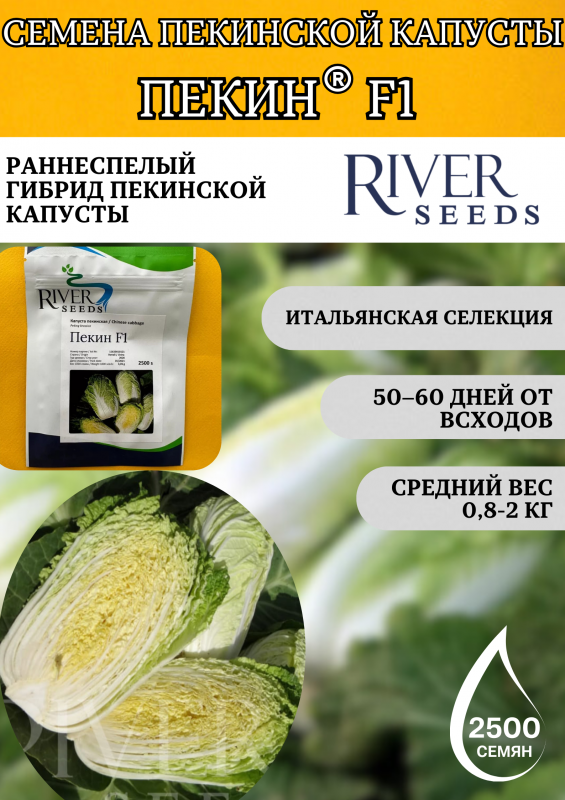 Пекин F1 2500 штук семена капусты пекинской