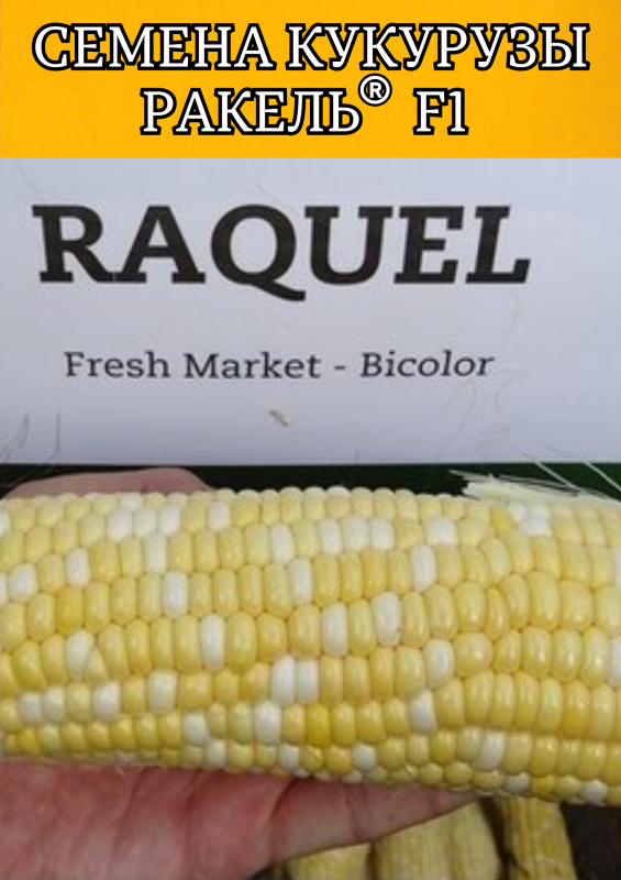 РАКЕЛЬ F1 / RAQUEL F1 Clause Кукуруза биколор 5000 семян