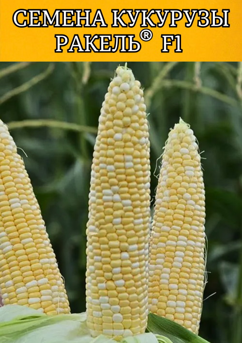 РАКЕЛЬ F1 / RAQUEL F1 Clause Кукуруза биколор 5000 семян
