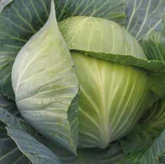 Лион F1 2500 штук семена капусты белокочанной
