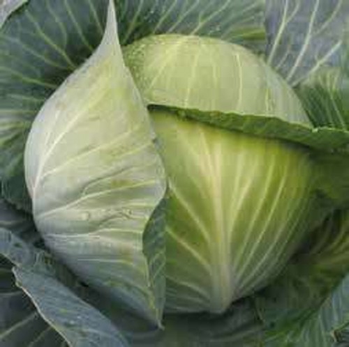 Лион F1 2500 штук семена капусты белокочанной