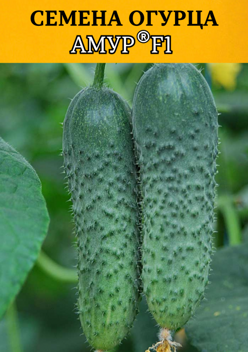 Амур F1 семена огурца