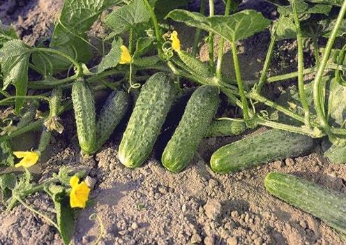 Криспина F1 1000 штук семена огурца