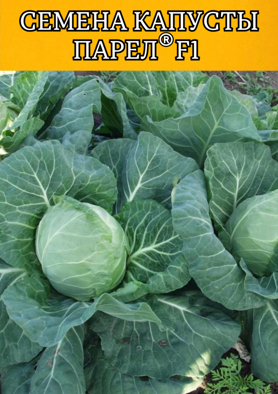 Парел F1 2500 штук семена капусты белокочанной