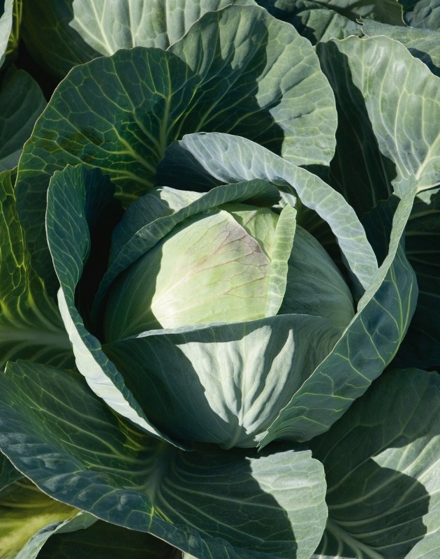 Тайфун F1 2500 штук семена капусты