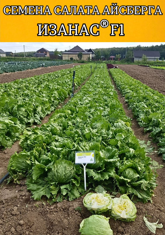 ИЗАНАС семена салата айсберг