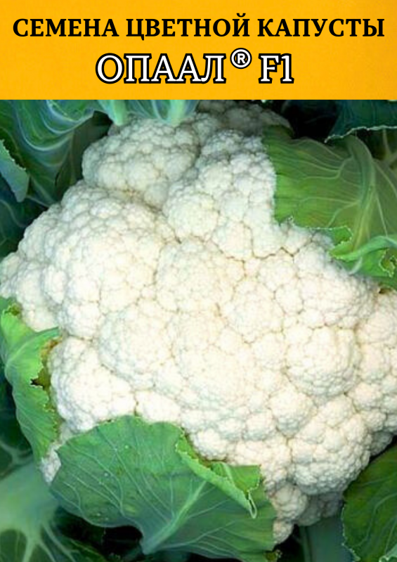 Опаал 1000 штук семена цветной капусты