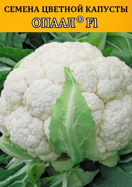 Опаал 1000 штук семена цветной капусты