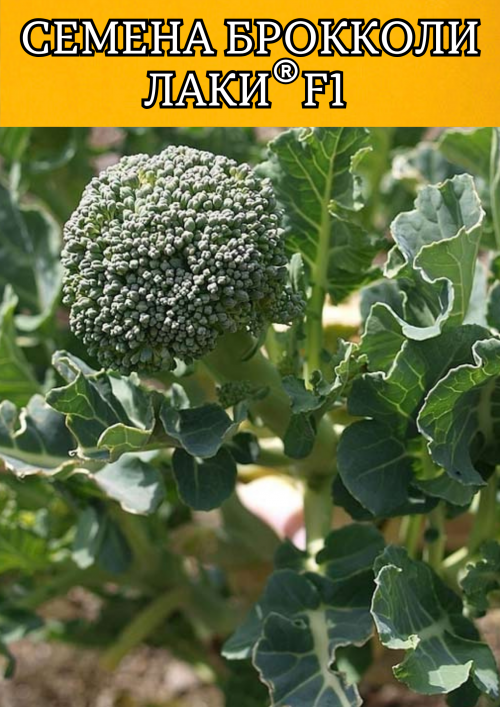 Лаки F1 семена капусты брокколи 2500 штук