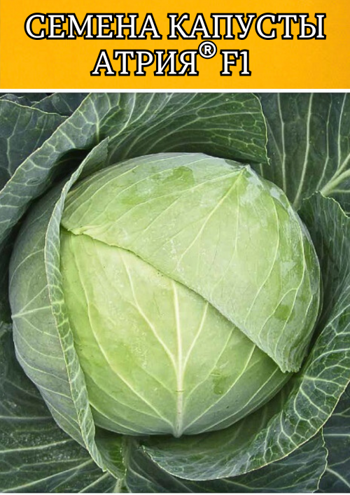 Атрия F1 семена капусты белокочанной 2500 штук