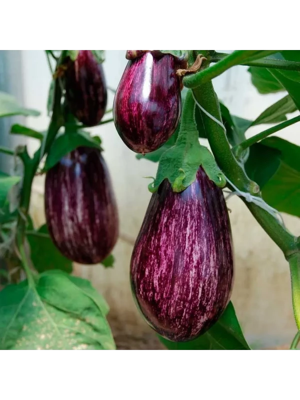 Баклажан Лейре F1 100 семян