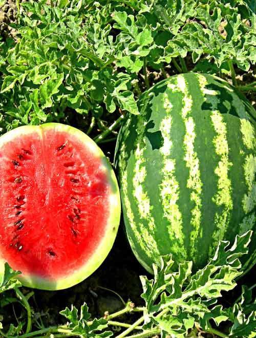 Визирь F1 семена арбуза